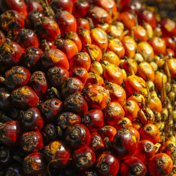 Global Palm Oil Market Report- By Trade, Revenue and Forecast 2018-2028
